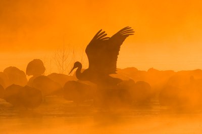 Sandhill Cranes in Fog at Sunrise.jpg