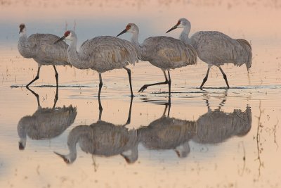 Sandhill Cranes in Pond.jpg