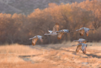 Bosque Del Apache NWR