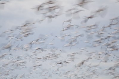 Snow Geese Blast-off.jpg