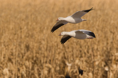 Snow Geese over Corn Field.jpg