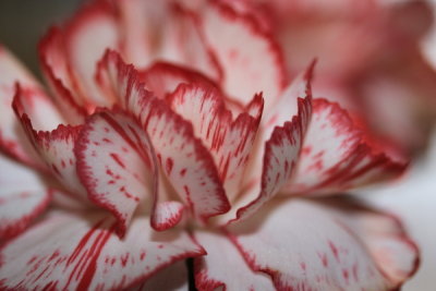 Carnation petals