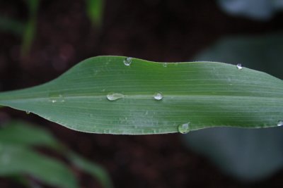 Dew on Corn Leaf
