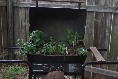 Herb Garden in BBQ Pit