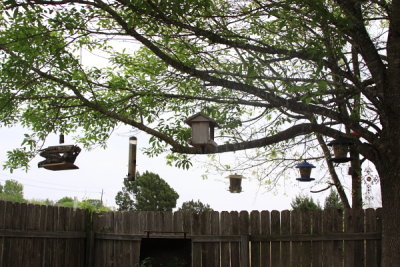 Backyard Bird Feeders