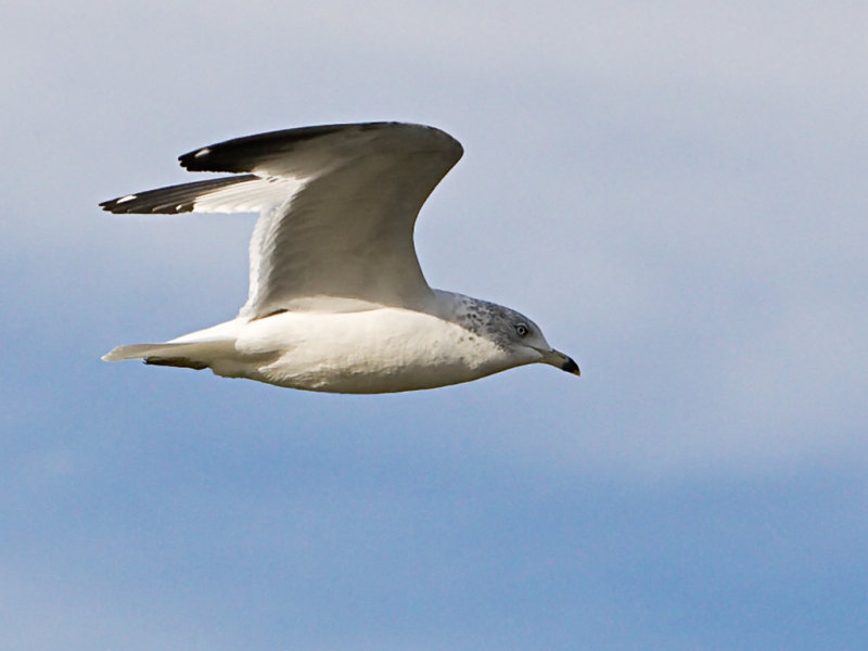 Ring Billed Gull