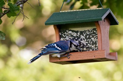 Blue Jay