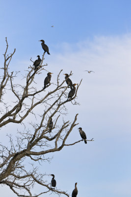 Roosting Cormorants