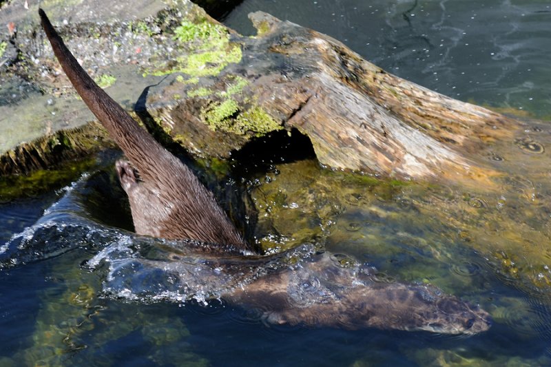 European Otter, Lutra lutra, Odder 3
