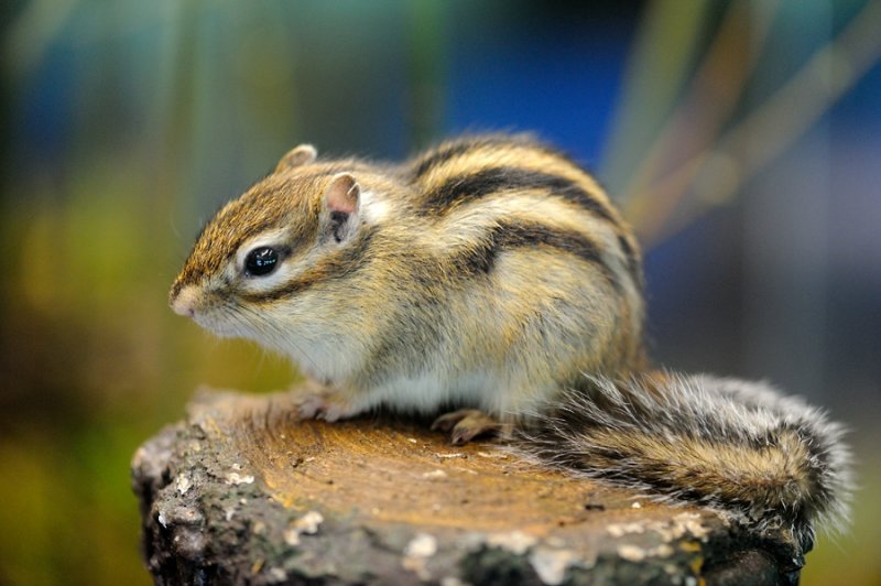 Siberian chipmunk, Tamias sibiricus, Sibirisk jordegern 1