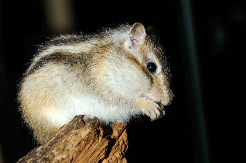 Siberian chipmunk, Tamias sibiricus, Sibirisk jordegern 2