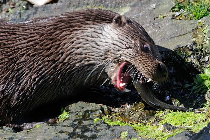 European Otter, Lutra lutra, Odder 4