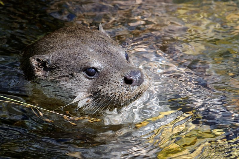 European Otter, Lutra lutra, Odder 6