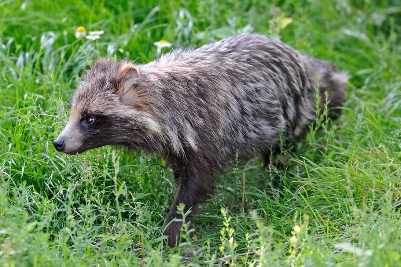 Raccoon Dog, Nyctereutes procyonoides, Mrhund 2