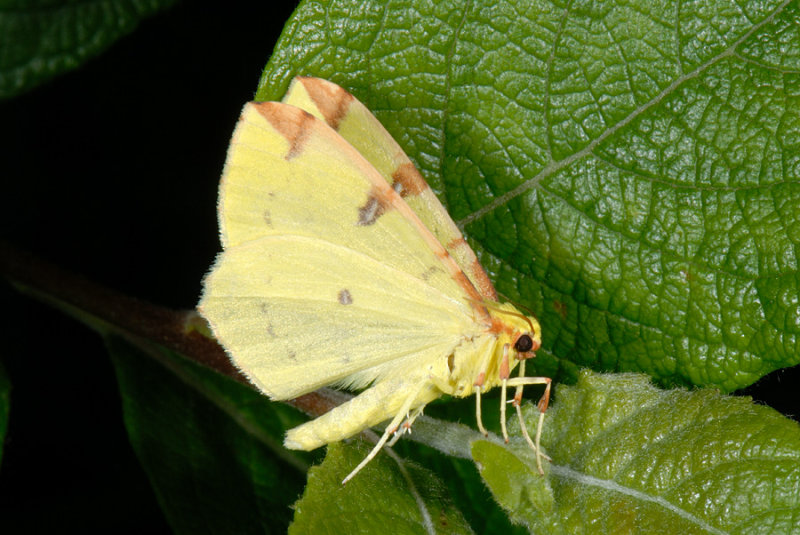 Brimstone Moth, Opisthograptis luteolata, Citronmler 2