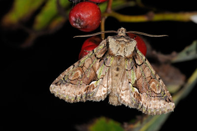 Green-brindled Crescent, Allophyes oxyacanthae. Tjørneugle 3