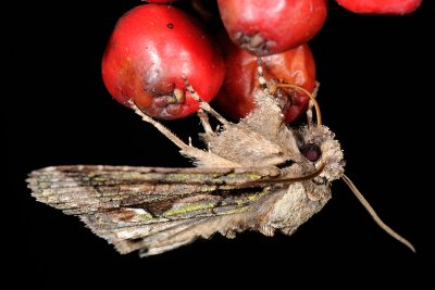 Green-brindled Crescent, Allophyes oxyacanthae, Tjørneugle 2