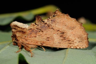 Coxcomb Prominent, Ptilodon capucina, Kamelspinder 2