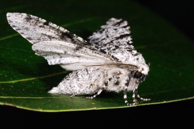Peppered Moth, Biston betularia, Almindelig Birkemler 3