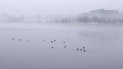 Morning Fog 9