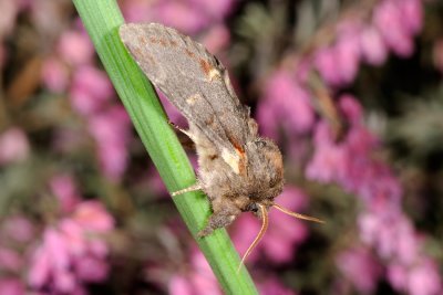 Iron Prominent, Notodonta dromedarius, Dromedarspinder 2