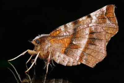 Early Thorn, Selenia dentaria, Almindelig månemåler 4