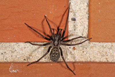 Common House spider, Tegenaria atrica, Stor Husedderkop 1