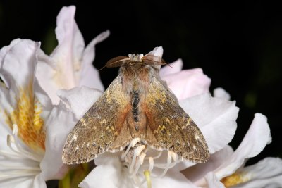 Lobster Moth, Stauropus fagi, Bgespinder 01