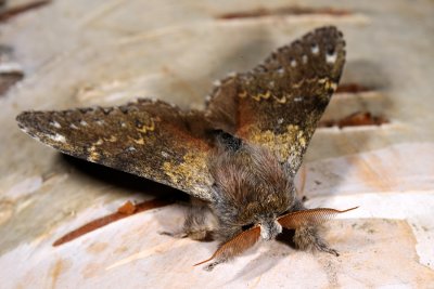 Lobster Moth, Stauropus fagi, Bgespinder 03