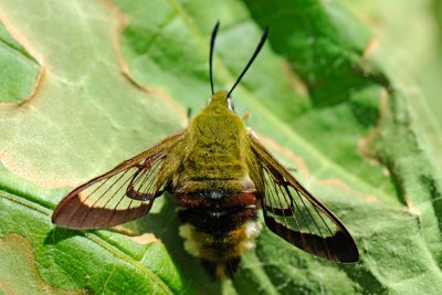 Broad-bordered Bee Hawk-moth, Hemaris fuciformis, Bredrandet humlebisværmer 01