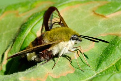 Broad-bordered Bee Hawk-moth, Hemaris fuciformis, Bredrandet humlebisvrmer 02