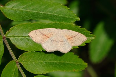 Maiden's Blush, Cyclophora punctaria, Ege-bltemler 1