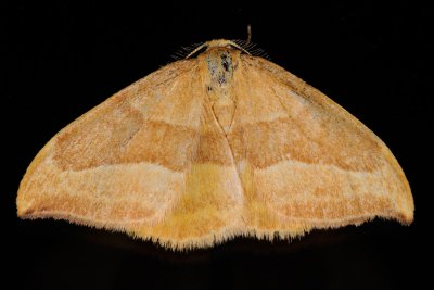Barred Hook-tip, Watsonalla cultraria, Bøgeseglvinge 1
