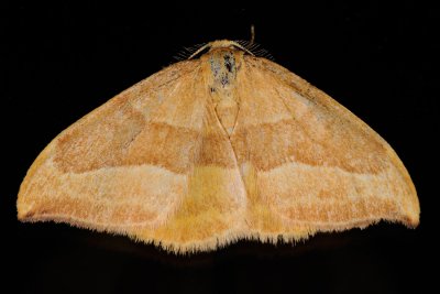 Barred Hook-tip, Watsonalla cultraria, Bgeseglvinge 1