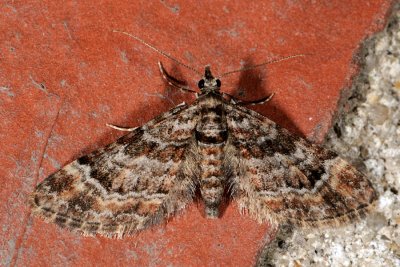 Double-striped Pug, Gymnoscelis rufifasciata, Knopmåler 1
