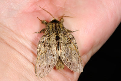 Great Prominent, Peridea anceps, Egetandspinder 2