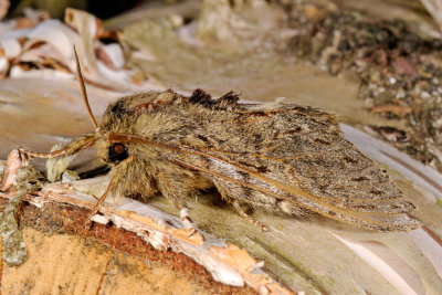 Great Prominent, Peridea anceps, Egetandspinder 3