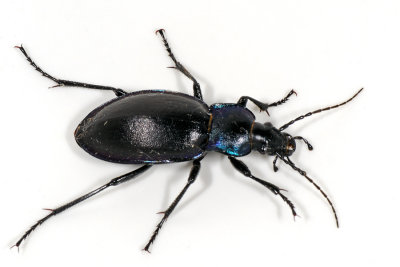 Violet ground beetle, Carabus violaceus, Violetrandet lber 1