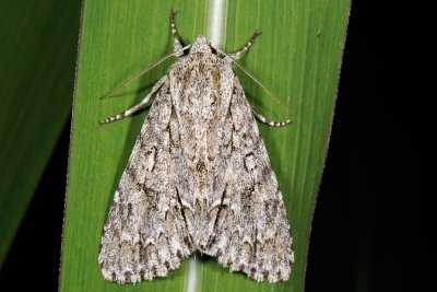 Sycamore, Acronicta aceris, Ahornugle 3