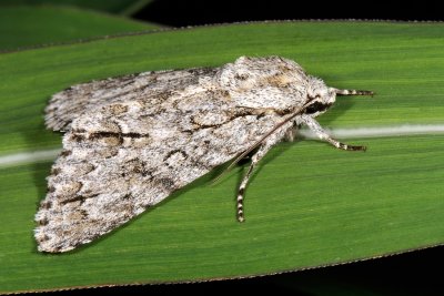 Sycamore, Acronicta aceris, Ahornugle 4