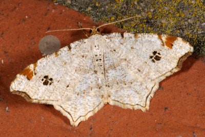 Peacock Moth, Macaria notata 1