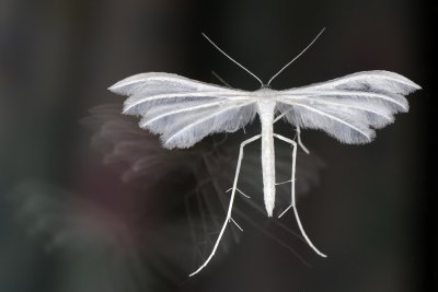 White Plume Moth, Pterophorus pentadactyla, Hvidt fjerml 1