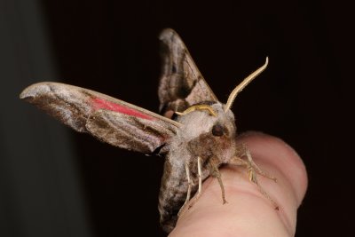 Eyed Hawk-moth, Smerinthus ocellata, Aftenpfugleje 1