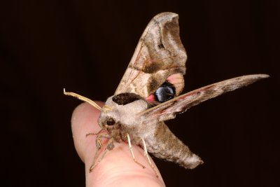 Eyed Hawk-moth, Smerinthus ocellata, Aftenpfugleje 2