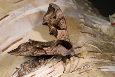 Eyed Hawk-moth, Smerinthus ocellata, Aftenpfugleje 3