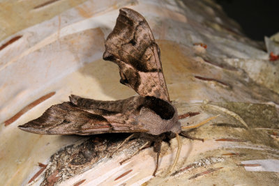 Eyed Hawk-moth, Smerinthus ocellata, Aftenpåfugleøje 3