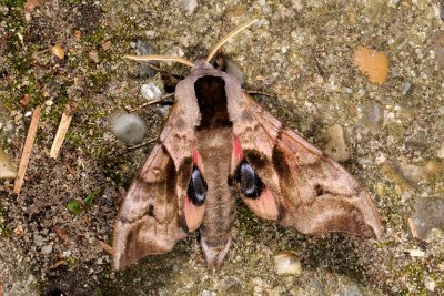 Eyed Hawk-moth, Smerinthus ocellata, Aftenpåfugleøje 5