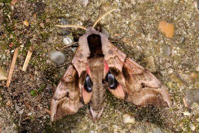 Eyed Hawk-moth, Smerinthus ocellata, Aftenpfugleje 5