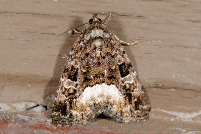 Marbled White Spot, Protodeltote pygarga 1