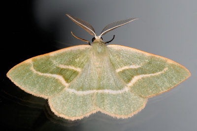 Barred Red, Hylaea fasciaria , Nleskovsmler 1